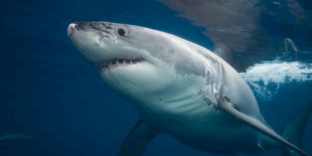 Mısır'da köpek balığı saldırısı: 2 ölü