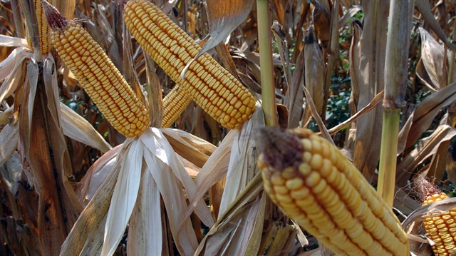 Mısırda taban fiyat belli oldu