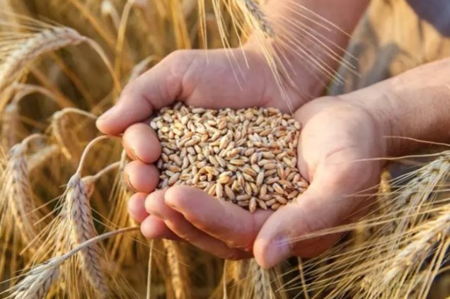 Mısır'dan buğday hamlesi: Türkiye'nin kapısını çalacaklar