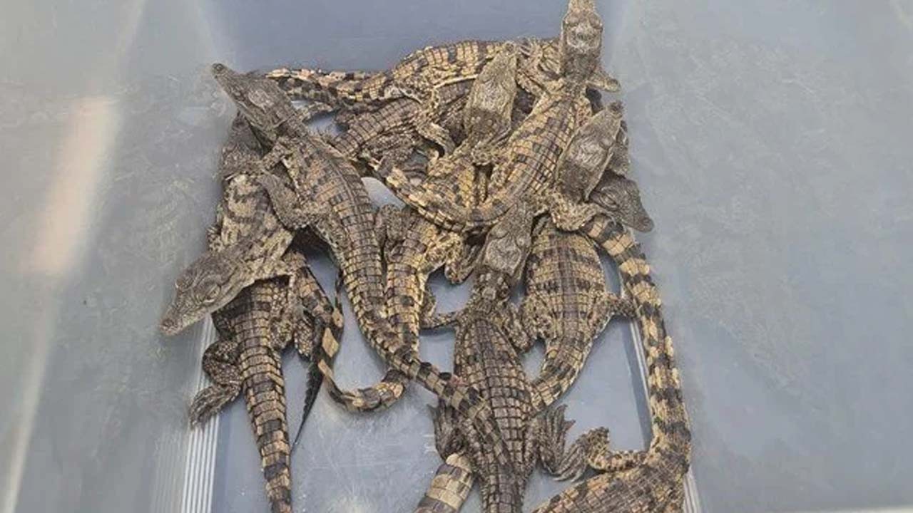 Mısır'dan Türkiye'ye getirildi! Teslim ettiler: Timsahlar ve varanlar fışkırdı! Kan donduran olay!