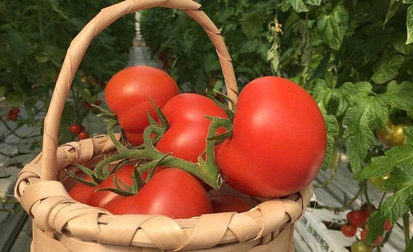 Misya Tarım’dan yenilikçi üretim