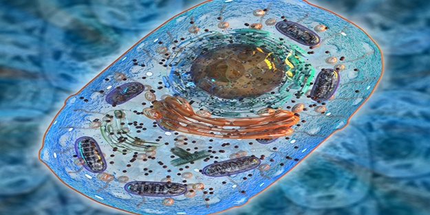 Mitokondri nakli nedir? Mitokondri nakli nasıl ve kimlere yapılır? | Tüp bebek tedavisi