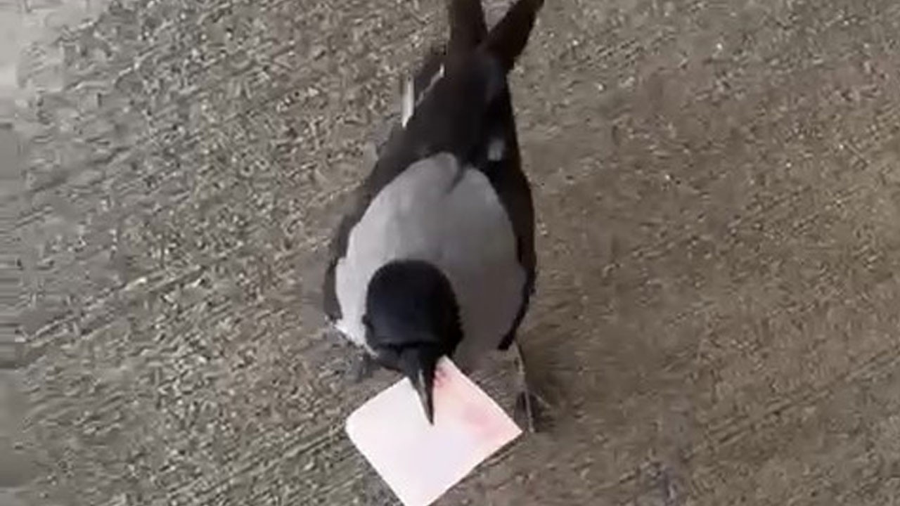 Mizah amaçlı video çekecekti! Karganın 10 TL'yi yürüttüğü anlar kamerada