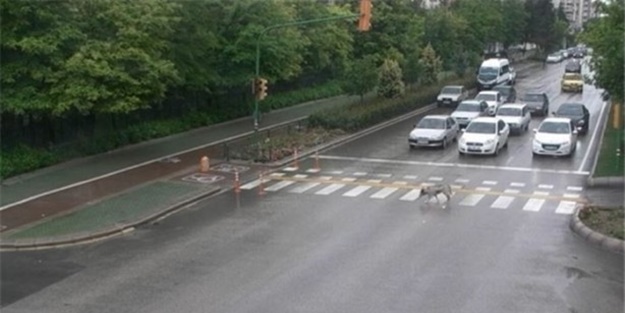 MOBESE'ye takılan sıra dışı anlar