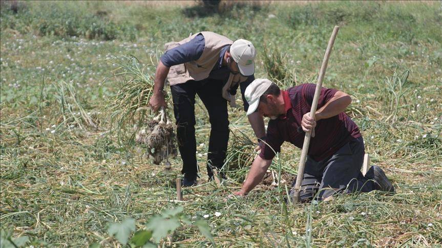 Model üretim alanlarında ilk hasat gerçekleştirildi