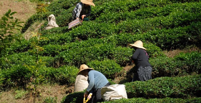 Modern çay paketleme fabrikası inşaatında sona gelindi