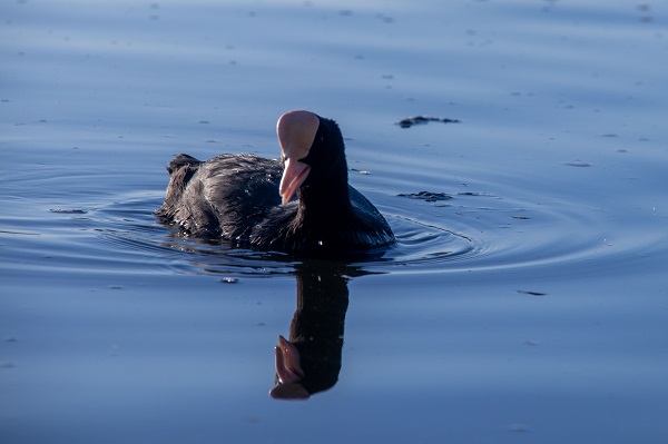 Mogan Gölü'nün sakarmekeleri