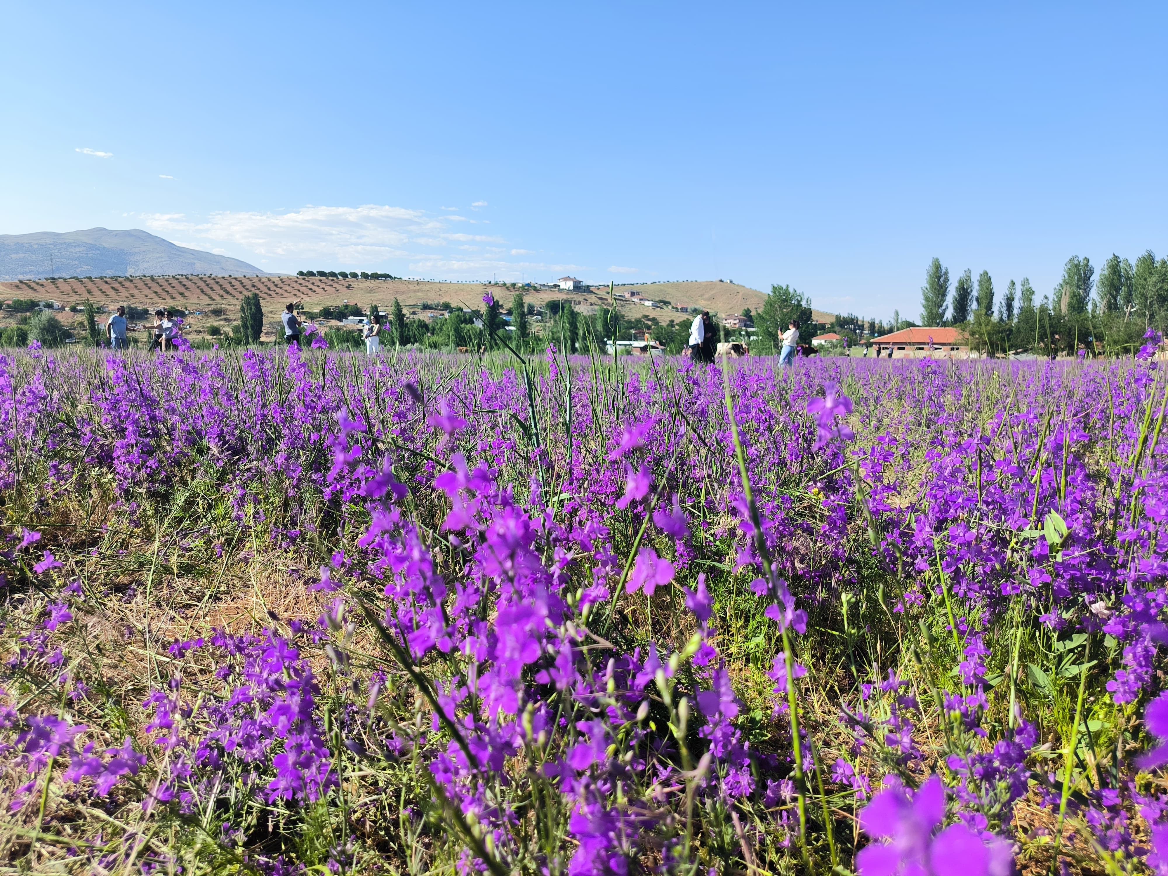 Mor renkli yabani otlar görsel şölen sunuyor
