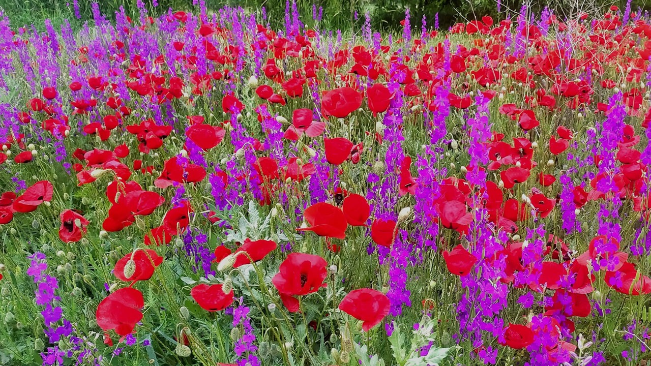 Mor ve kırmızı tarlalar görenleri büyülüyor