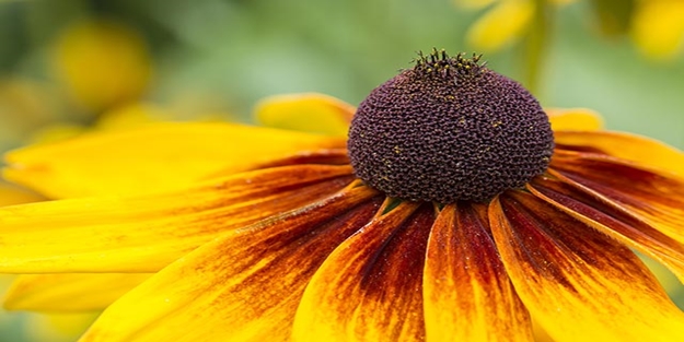 Morluk otu hakkında bunları biliyor musunuz?