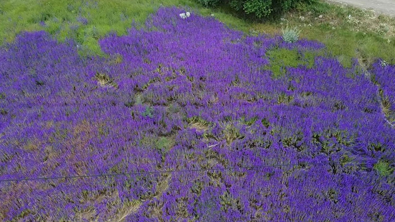 Morun en güzel hali! Hanımeli tarlaları göreni büyülüyor