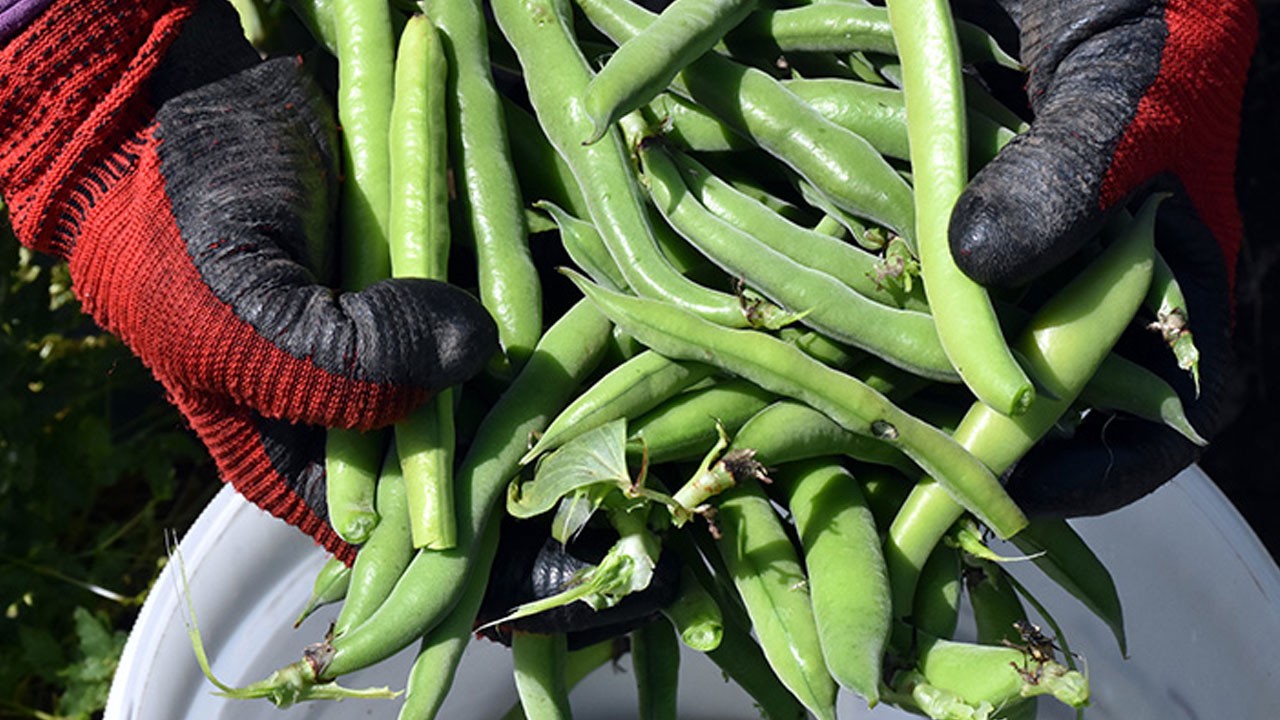 Motor belirtileri hafifletiyor! Bu sebze Parkinson’a çare olabilir mi?