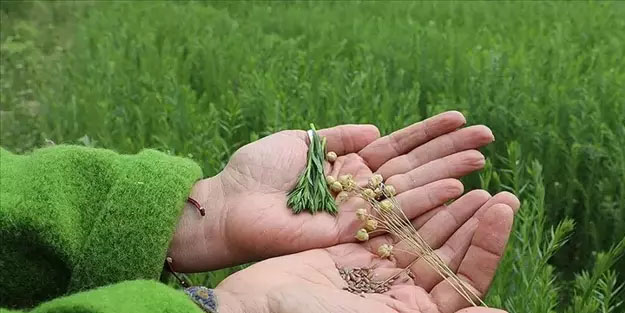 Motor gibi çalıştırıyor: Karaciğere, Kolesterole iyi geliyor, buruş buruş damarları genişletiyor! Talep patladı