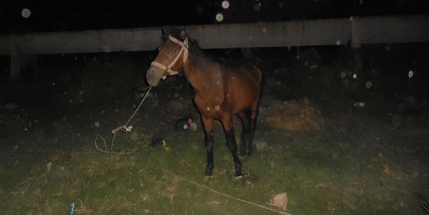 Motosiklet ata çarptı!