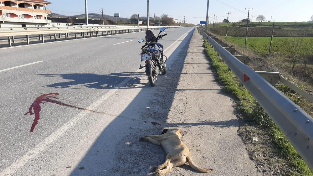 Motosikletli genç ölü olarak bulduğu köpeği boş araziye gömdü 