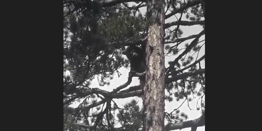Motosikletliden korktu ağaca tırmandı! Ayının korku dolu anları