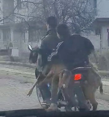 Motosiklette 2 keçi, 2 insan 