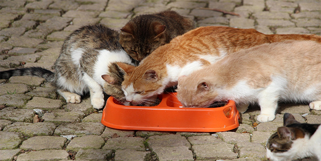 Mozart eşliğinde kedi sofrası