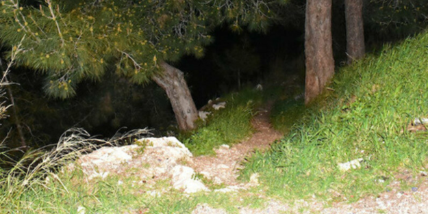 İzmir'de ormanlık alanda kafatası ve kaburga kemikleri bulundu