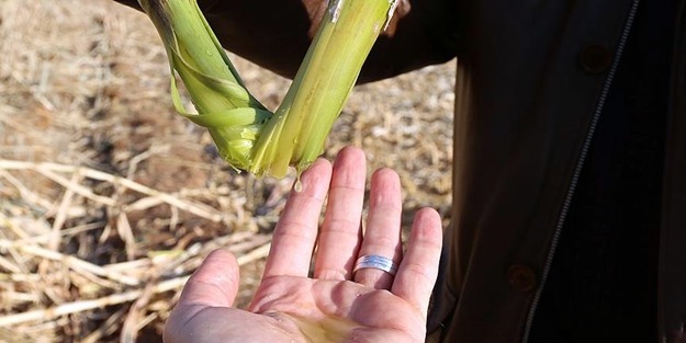 'Mucize bitki' artık Türkiye'de yetişecek!
