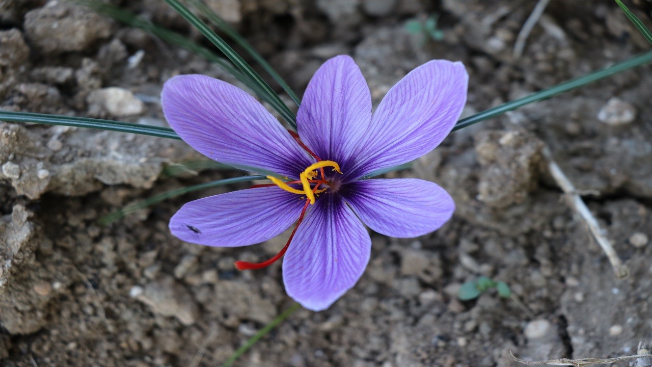 Mucize bitki çiçek açtı