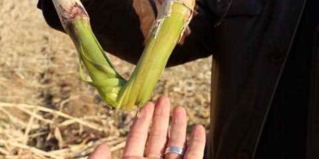 Mucize bitki tarladan benzin fışkırtacak!