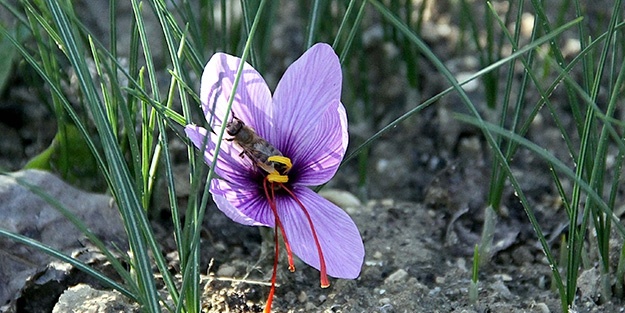 Mucize bitkinin hasadına başlandı