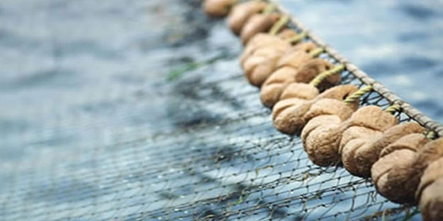 Mudanya açıklarında yakalandı 25 liradan kapı kapış satıldı
