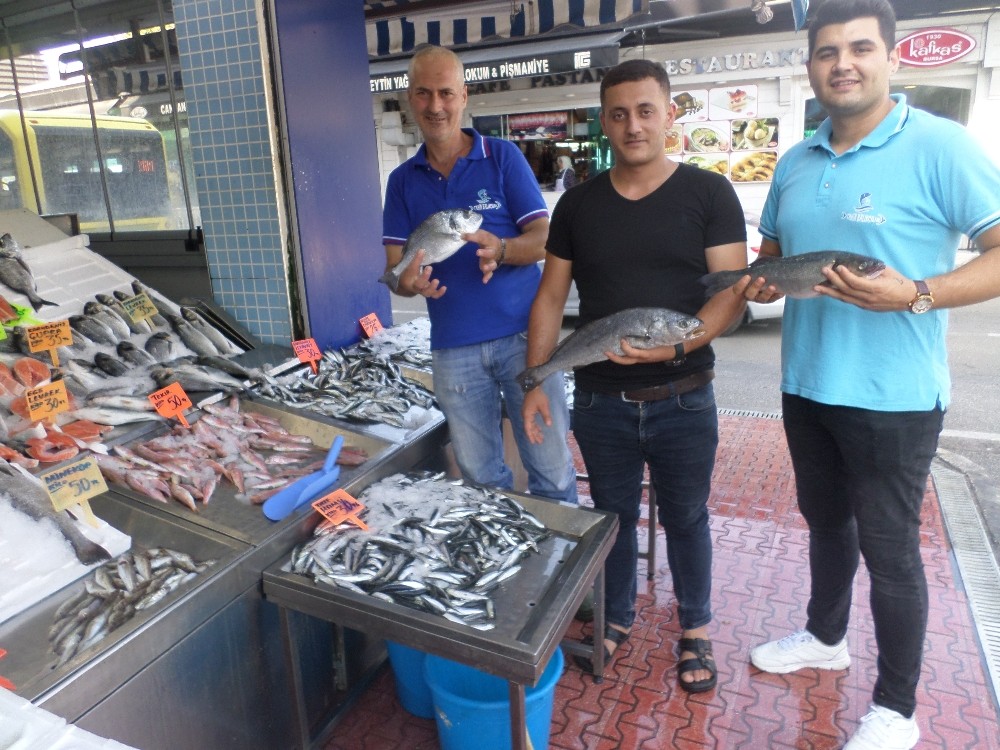 Mudanya’da balık fiyatları cep yakıyor 