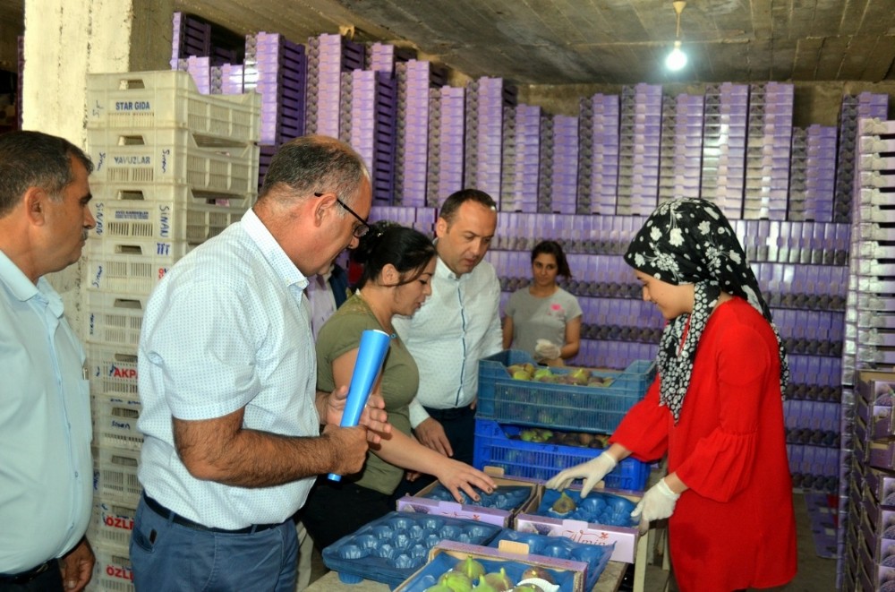 Mudanya’da siyah incir hasadı başladı 