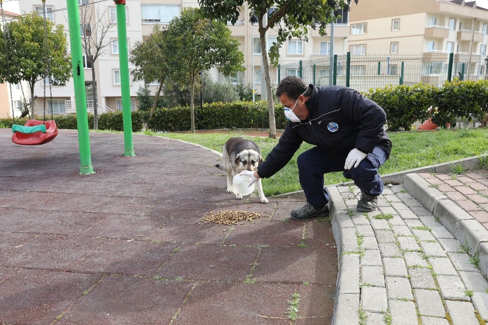 Mudanya’da sokak hayvanları sahipsiz değil 