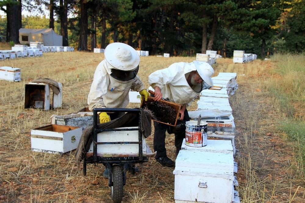 Muğla 3,5 milyon arı kovanına ev sahipliği yapıyor 
