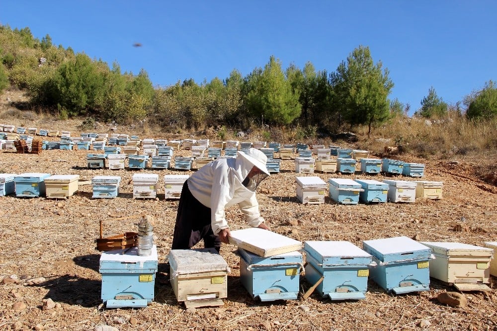 Muğla 3,5 milyon arı kovanını ağırlıyor 