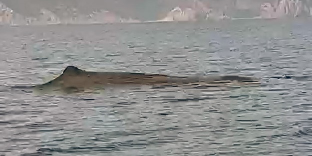 Muğla açıklarında balina sürprizi