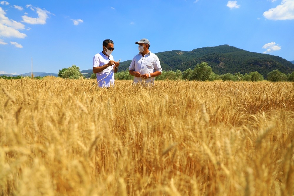 Muğla Büyükşehir’in çiftçilere desteği sürüyor 