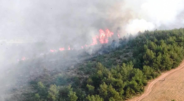 Muğla Fethiye'de 20 hektar orman kül oldu