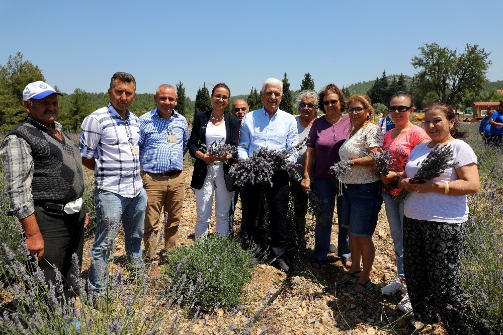 Muğla ‘Koku Vadisi’nde ilk lavanta hasadı 