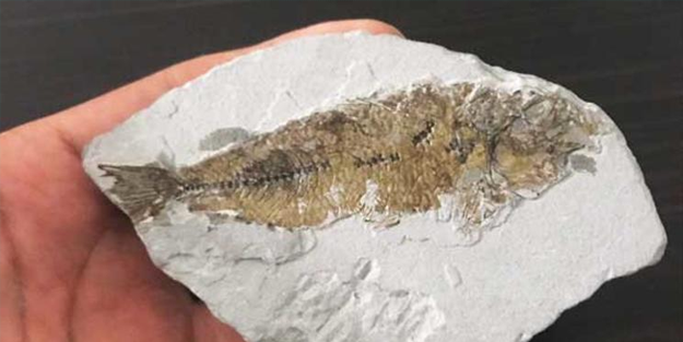 Muğla'da 14 milyon yaşında balık fosili bulundu