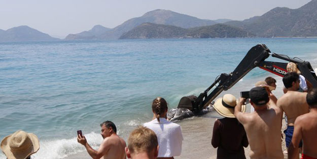 Muğla'da 3 metrelik ölü balina kıyıya vurdu