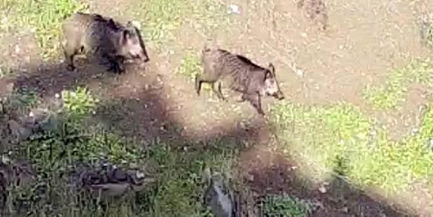 Muğla'da aç kalan yaban domuzları şehre indi