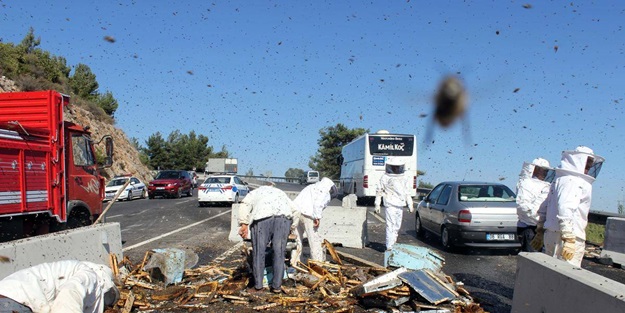 Muğla'da arı dehşeti! 18 kişi...