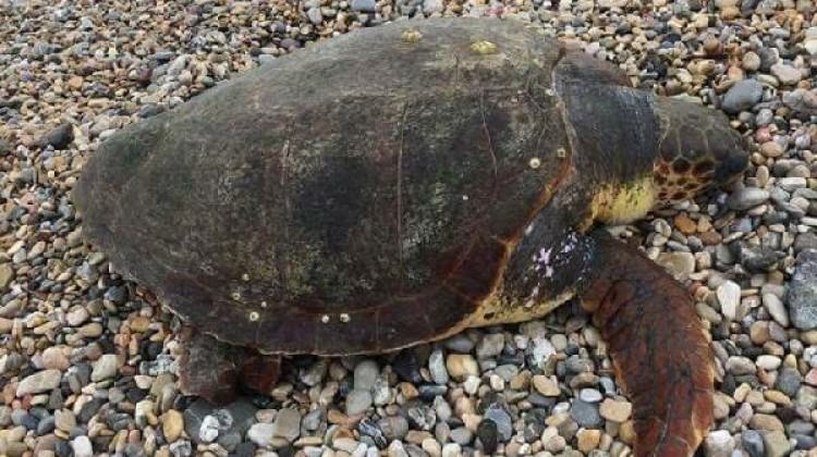 Muğla'da bir caretta caretta sahile vurdu