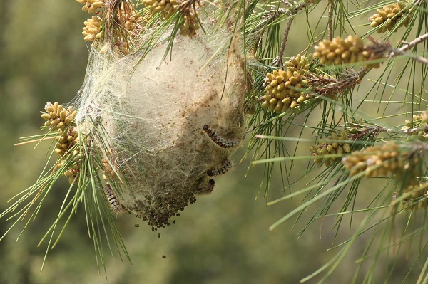 Muğla’da biyolojik mücadele başladı! Orman yangınlarına göre 5 kat zararlı