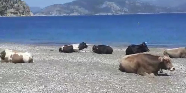 Boş kalan sahillerde inekler güneşin keyfini çıkardı
