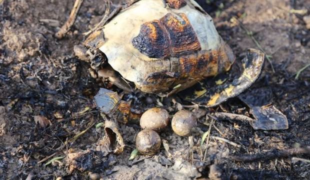 Muğla'da böyle bulundular! Yürek yakan görüntü