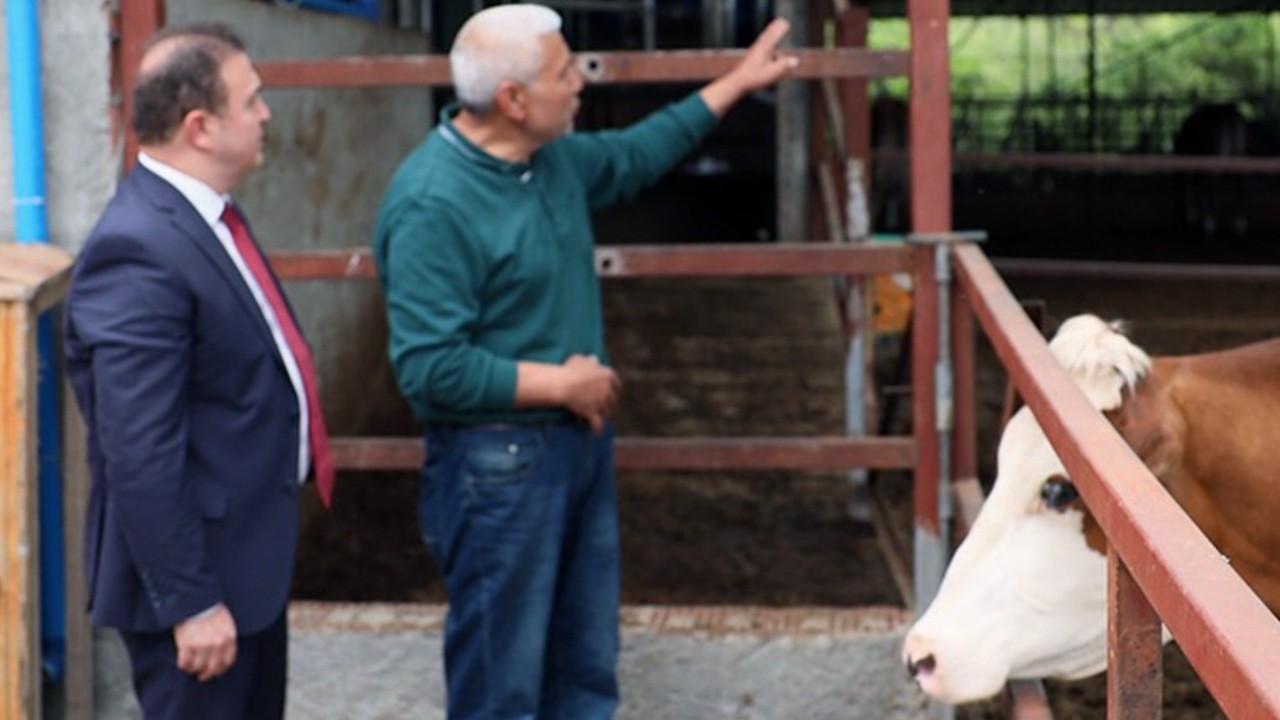 Muğla’da buzağı ölümlerini azaltmaya yönelik aşı projesi başlatıldı