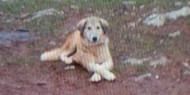 Vicdansız! Çok yiyor diye köpeğini öldürdü