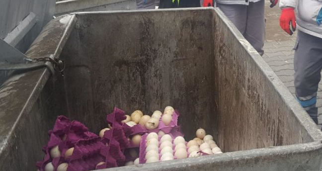 Muğla'da çöpe atılan yumurtalardan civciv çıktı