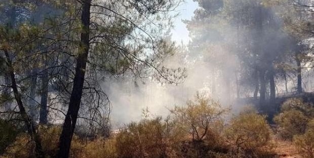 Muğla'da düşen yıldırım orman yangını çıkardı