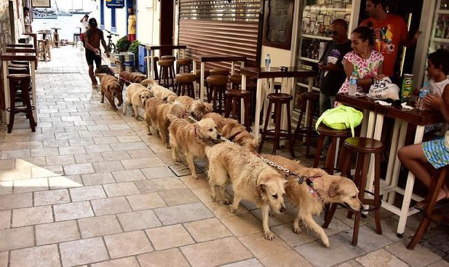 Muğla'da Golden Çetesi sosyal medyanın gözdesi oldu!